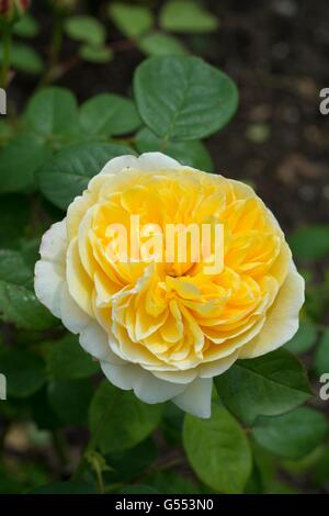 CHARLOTTE, Englische Rose - von David Austin, Strauch-Rose gezüchtet, Stockfoto