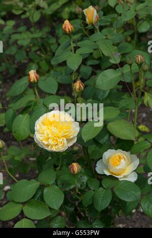 CHARLOTTE, Englische Rose - von David Austin, Strauch-Rose gezüchtet, Stockfoto