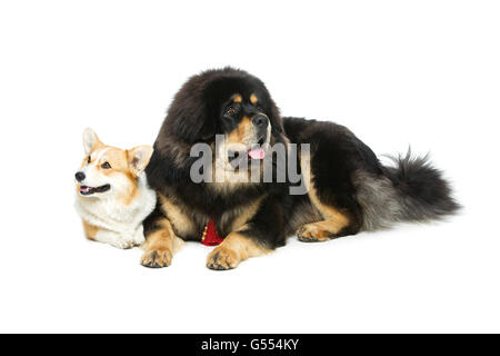 Corgi und Mastiff Hunde Stockfoto