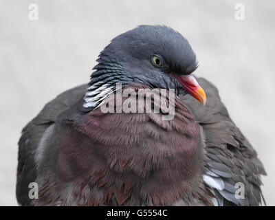Ringeltaube (Columba Palumbus) Stockfoto