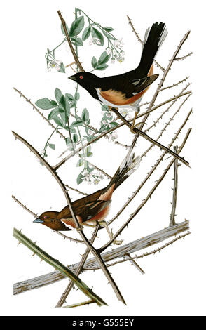 Rufous-seitig Towhee Ou östlichen Towhee, Pipilo Erythrophthalmus, Towhe Bunting, Vögel, 1827-1838 Stockfoto