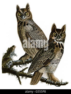 Große gehörnte Eule, Bubo Virginianus, Vögel, 1827-1838 Stockfoto