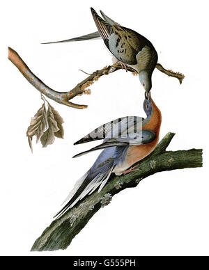 Wandertaube Ectopistes Migratorius, Vögel, 1827-1838 Stockfoto
