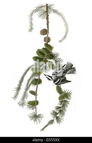 Schwarz-weiß-Grasmücke, Mniotilta Varia, schwarz-weiß & Creeper, Vögel, 1827-1838 Stockfoto