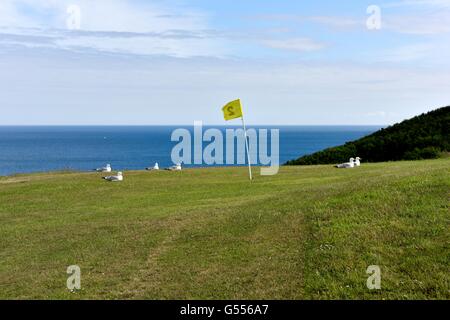 Möwen sitzen weiter auf einem Golf grün Cornwall England UK Stockfoto