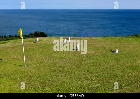 Möwen auf einem Golf grün Cornwall England UK Stockfoto