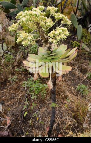 Stadt-Hauswurz / Untertasse Pflanze (Aeonium Urbicum), endemisch auf Teneriffa, blühen an einem steilen Hang, Anaga-Gebirge, Teneriffa, Mai Stockfoto