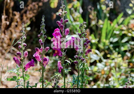 Antirrhinum Majus Löwenmaul Blumen im Garten, Zavet, Bulgarien Stockfoto