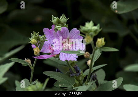 Malva Sylvestris ist auch üblich, Malve, Malve, Käse, hohe Malve und hohe Malve, Zavet, Bulgarien Stockfoto