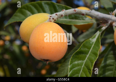 Nispero auch Mispel oder Loquat, (Eriobotrya Japonica). Reife Früchte bereit für die Kommissionierung auf einem Baum in Spanien. Stockfoto