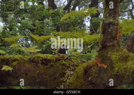 Hares Fuß Farn / des Kaninchens Fuß Farne (Davallia Canariensis) aus Luftaufnahmen Rhizome und Moose wachsen auf Äste sprießen Stockfoto