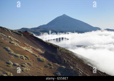 Klumpen von Teide weiße Besen (Spartocytisus Supranubius) Blüte auf vulkanischen hängen des Teide mit einem Meer von Wolke steigt. Stockfoto