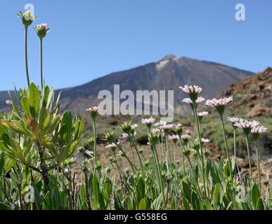 Strauchige Witwenblume (Pterocephalus Lasiospermus) blühen an den Hängen des Mount Teide Nationalpark Teide, Teneriffa, Mai. Stockfoto