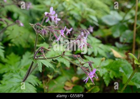 Kanarische Insel Storchschnabel / Giant Geranien (Geranium Canariense) einem Kanarischen Inseln endemisch, Blüte in montane Lorbeerwald, Teneriffa Stockfoto