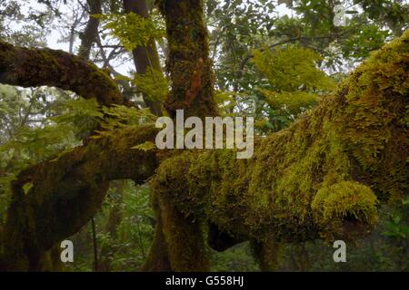 Hares Fuß Farn / des Kaninchens Fuß Farne (Davallia Canariensis) aus Luftaufnahmen Rhizome und Moose wachsen auf Äste sprießen Stockfoto