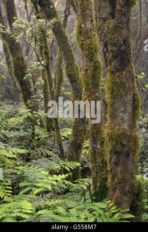Moos bedeckte Bäume und dichten Unterwuchs von Farnen in montane, Wolke gehüllt Lorbeerwald, Anaga-Gebirge, Teneriffa, Mai. Stockfoto