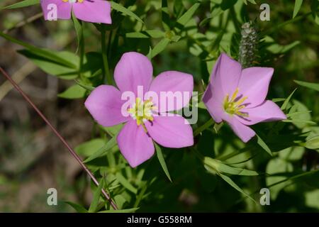 Prairie Rose-Enzian Stockfoto