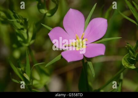 Prairie Rose-Enzian Stockfoto