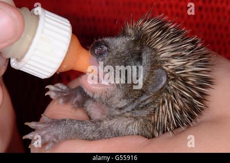 Verwaiste junge Igel (Erinaceus Europaeus) Flasche Milch in einem wilden Tier zu retten, Cornwall, UK, Oktober. Stockfoto