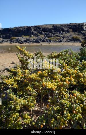 Sea Grape / Uvas de mar (Zygophyllum / Tetraena Fontanesii) Strauch mit Früchten an der Küste Teneriffas zu entwickeln. Stockfoto