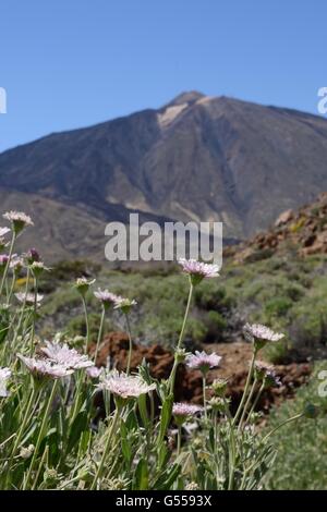 Strauchige Witwenblume (Pterocephalus Lasiospermus) blühen an den Hängen des Mount Teide Nationalpark Teide, Teneriffa, Mai. Stockfoto