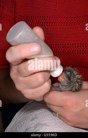 Verwaiste junge Igel (Erinaceus Europaeus) Flasche Milch in einem wilden Tier zu retten, Cornwall, UK, Oktober. Stockfoto