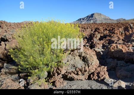 Teide Stroh (Descurainia Bourgeauana) unter Lava blühende Felder, Las Canadas Caldera, Teide-Nationalpark, Teneriffa, Mai. Stockfoto