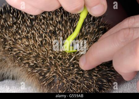 Igel Zecke (Ixodes Hexagonus) eine junge verwaiste Igel (Erinaceus Europaeus) mit einem Tick Entferner Haken entfernt. Stockfoto