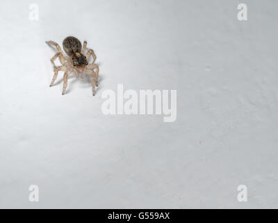 Wirklich niedlich Springspinne an Wand. Stockfoto