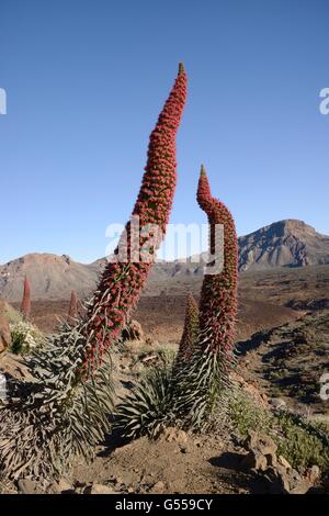 Drei Meter hohen Mount Teide Bugloss / Tower of Jewels / rot Tajinaste (Echium Wildpretii) blühende Spitzen, Teneriffa. Stockfoto