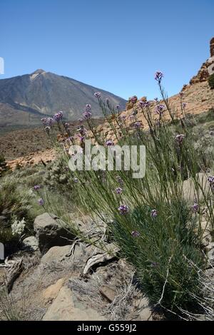 Teide Mauerblümchen (Wegrauke Scoparium), endemisch auf Teneriffa, Blüte unter den Teide Vulkan Teide-Nationalpark, Teneriffa, Stockfoto