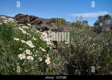 Klumpen von Margeriten Teide / Teneriffa Gänseblümchen (Argyranthemum Teneriffae) und Teide Stroh (Descourainia Bourgaeana), Teneriffa Stockfoto