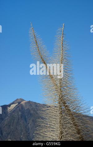 Skelette von den Teide Bugloss getrocknet / Tower of Jewels / rot Tajinaste (Echium Wildpretii) Blume Spitzen, Teneriffa Stockfoto