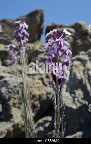 Teide Mauerblümchen (Wegrauke Scoparium), endemisch auf Teneriffa, Blüte unter vulkanischer Lava fließt, Teide-Nationalpark, Teneriffa. Stockfoto