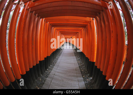 Fushimi Inari Schrein, Kyoto, Japan Stockfoto