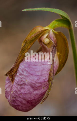 Ältere Blüte Pink Lady Slipper.  Cypripedium Acaule.  Gefunden Sie im Pinienwald.  Hintergrund der Tannennadeln unscharf. Stockfoto