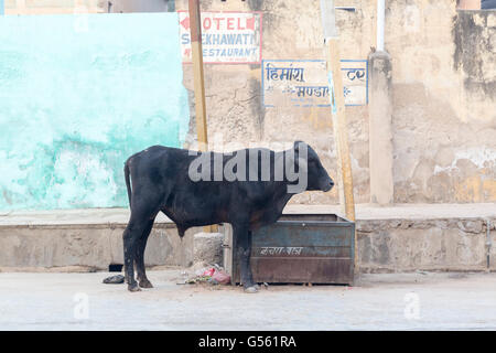 Strassenszene, Mandawa, Rajasthan, Indien Stockfoto