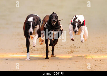 Greyhound-Rennen - William Hill.com Greyhound Derby - Viertelfinale - Wimbledon Stadium. Windhunde Rennen um die Strecke im Wimbledon Stadium Stockfoto