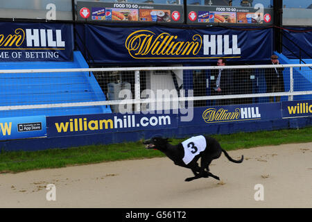 Greyhound-Rennen - William Hill.com Greyhound Derby - Viertelfinale - Wimbledon Stadium. Windhunde Rennen um die Strecke im Wimbledon Stadium Stockfoto