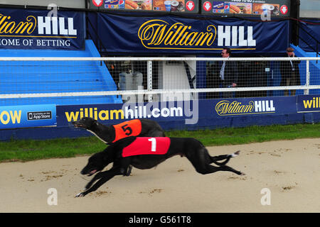 Greyhound-Rennen - William Hill.com Greyhound Derby - Viertelfinale - Wimbledon Stadium. Windhunde Rennen um die Strecke im Wimbledon Stadium Stockfoto