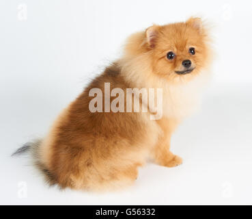 Eine rote Pommersche Spitz sitzt auf weißem Hintergrund Stockfoto