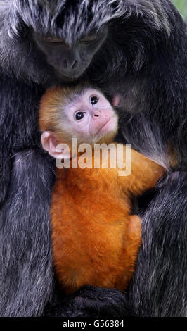 Malang, eine einmonatige weibliche Javan Langur, wird von ihrer Mutter Untala gekappt, als sie ihr öffentliches Debüt im Howletts Wild Animal Park in der Nähe von Canterbury, Kent, gibt. Stockfoto