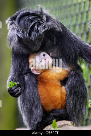 Javan Languren in Howletts Wild Animal Park Stockfoto