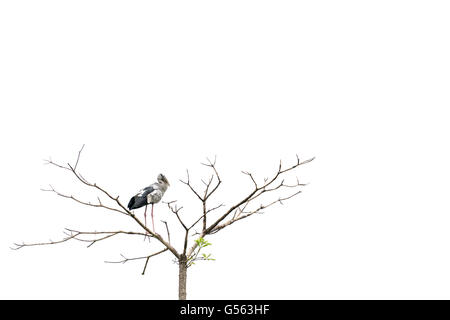 Asiatischer Openbill Storch Vogel sitzend auf einem Baum, isoliert auf weißem Hintergrund mit Textfreiraum Stockfoto