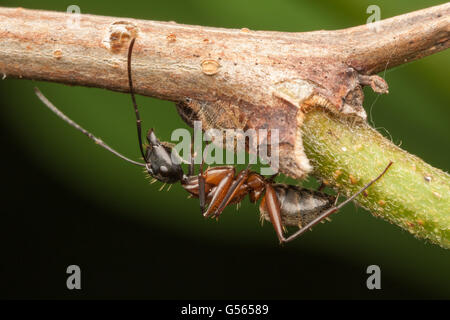 Ein eisenhaltiger Rossameise (Camponotus Chromaiodes) eher eine Treehopper Nymphe für seine Honigtau. Stockfoto
