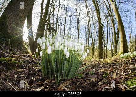 Schneeglöckchen (Galanthus Nivalis) Blüte, wächst im Laubwald, Loynton Moos, Staffordshire, England. Februar Stockfoto