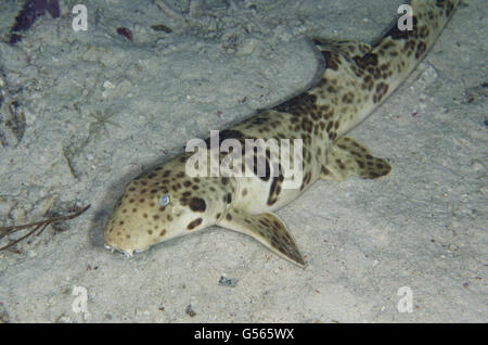 Indonesische Speckled Carpetshark (Hemiscyllium Freycineti), Nacht-Tauchen, Arborek Jetty Dive Site, Arborek Insel, Dampier Straits, Raja Ampat (4 Könige), West-Papua, Indonesien Stockfoto