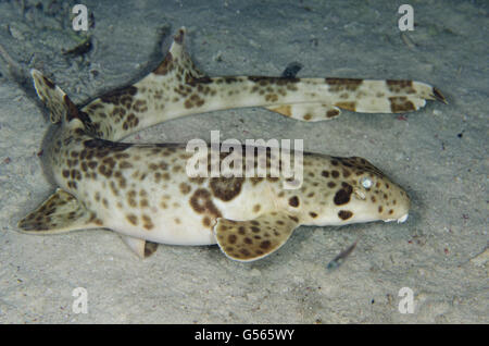 Indonesische Speckled Carpetshark (Hemiscyllium Freycineti), Nacht-Tauchen, Arborek Jetty Dive Site, Arborek Insel, Dampier Straits, Raja Ampat (4 Könige), West-Papua, Indonesien Stockfoto