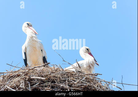 Paar Störche im Nest auf blauen Himmel Stockfoto