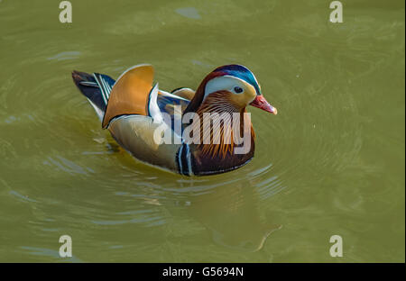 eine bunte Mandarinenten schwimmen in einem Teich. Stockfoto